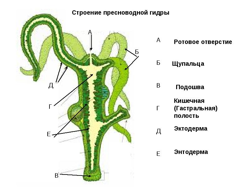 Кракен зеркало тор